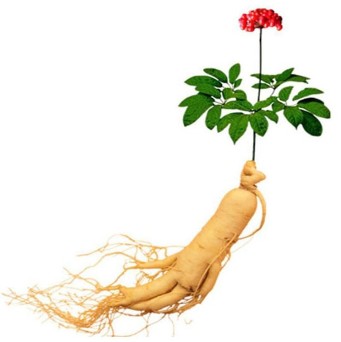 The root of Ginseng, composed of Xtrazex(1)