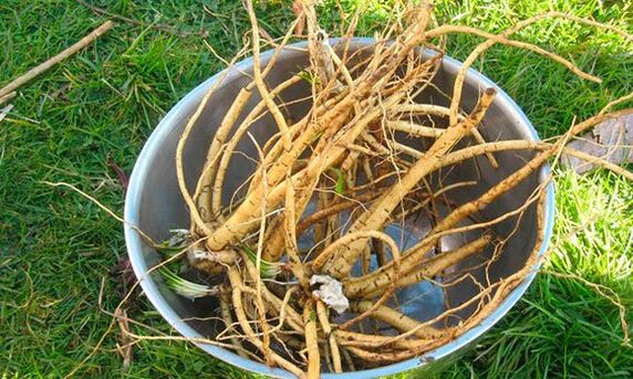 calamus root to increase strength