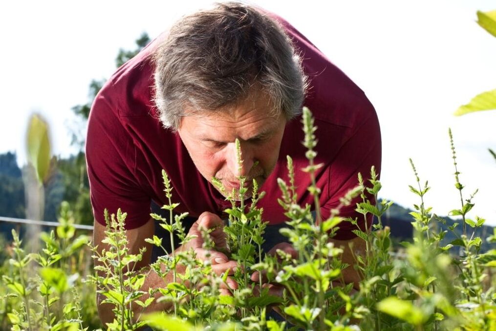 Various herbs help to restore male potency
