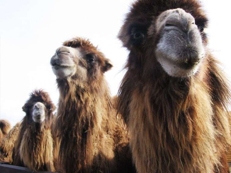 the camel and her stomach for potency